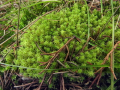 Leptodontium