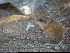 Peromyscus caniceps