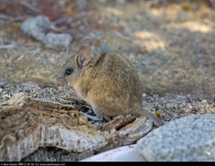 Peromyscus caniceps