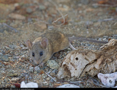 Peromyscus caniceps