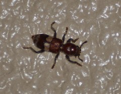 Enoclerus quadrisignatus