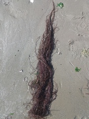 Gracilaria chilensis