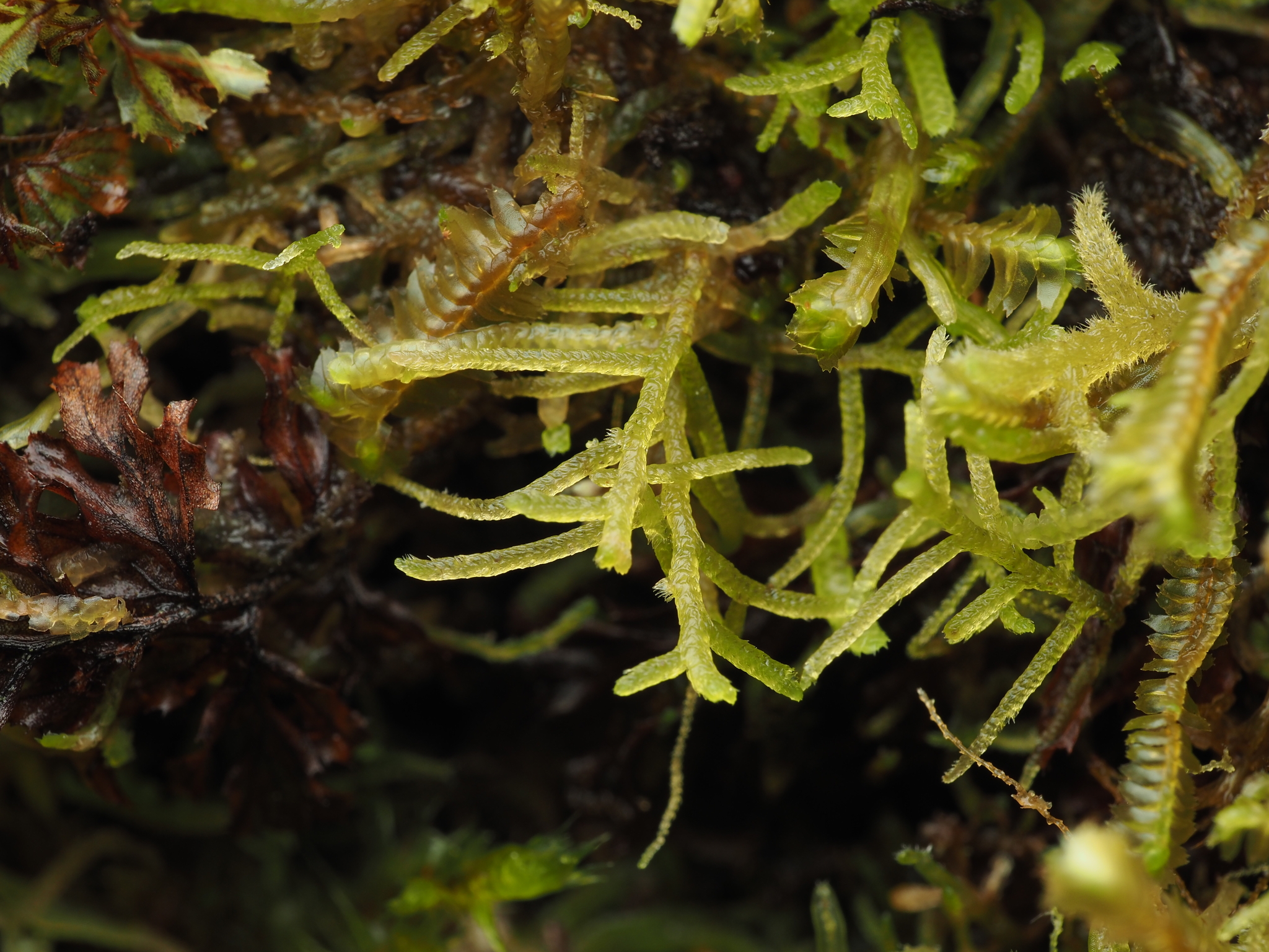 Lepidozia macrocolea