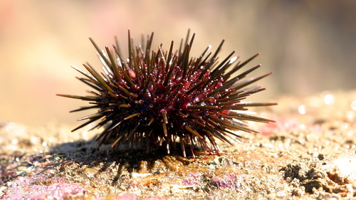 Western Pacific purple sea urchin, photo 4 of 10
