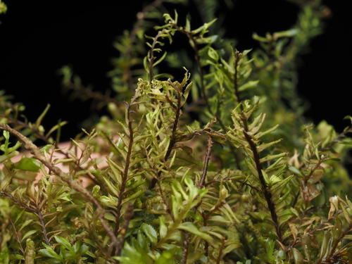 Plagiochila aerea