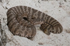 Crotalus tigris