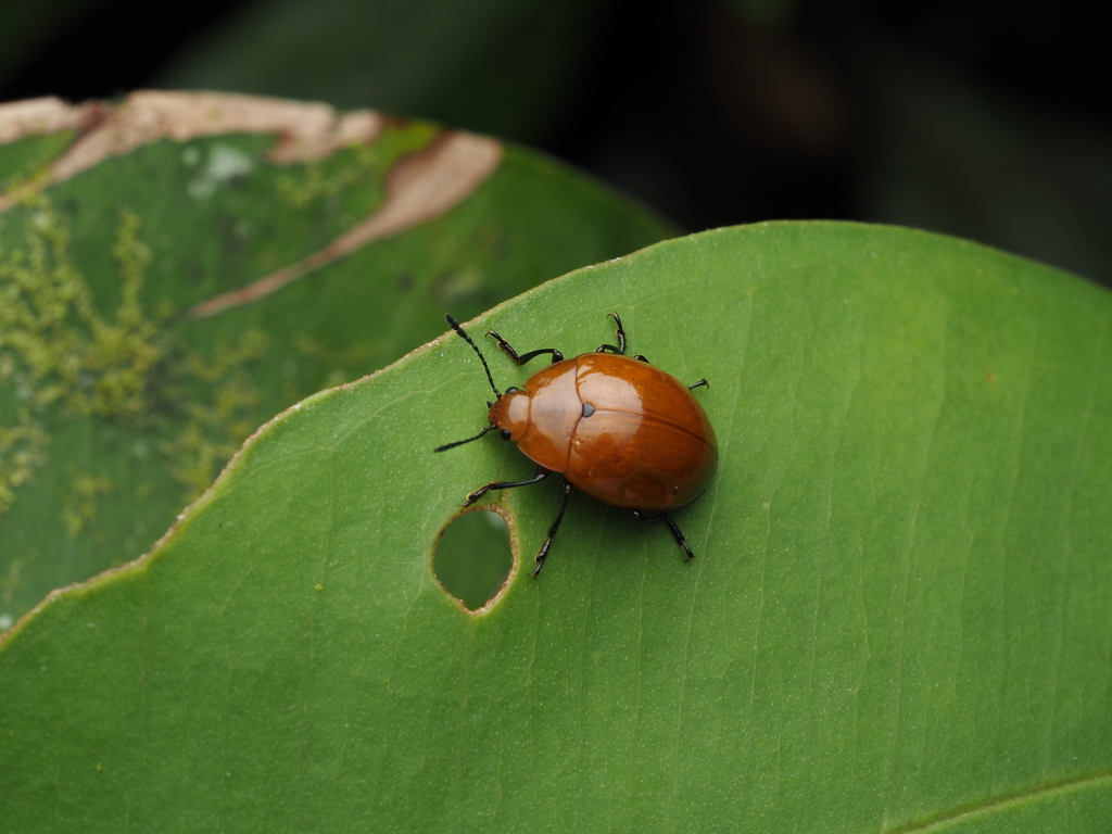 Cucujiform Beetles from Guanacaste Province, Costa Rica on June 8, 2023