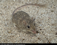 Spiny Pocket Mouse photo 2