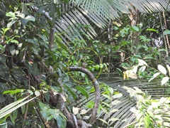 Pheugopedius genibarbis