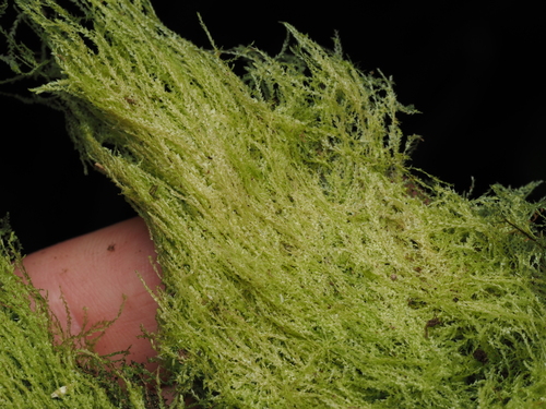 Lejeunea osculatiana