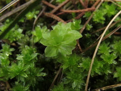 Rhodobryum