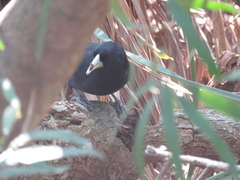 Cacicus solitarius