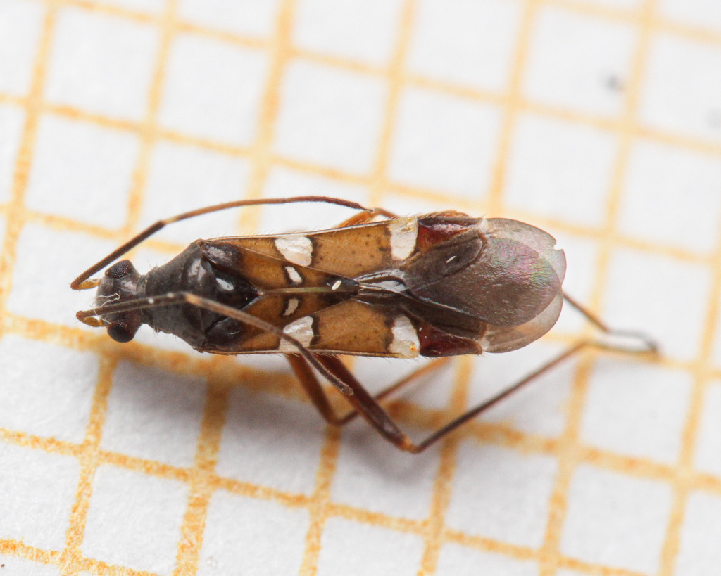 ant plant bug