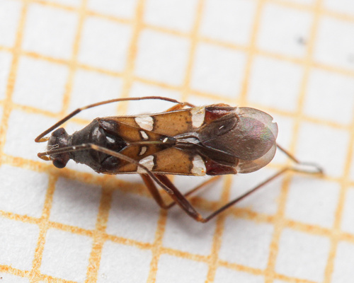ant plant bug