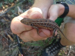 Sceloporus slevini