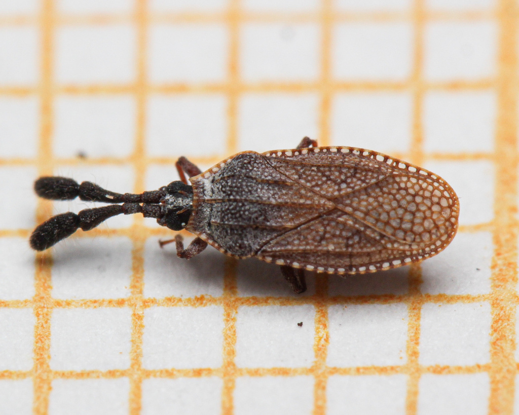 Copium teucrii