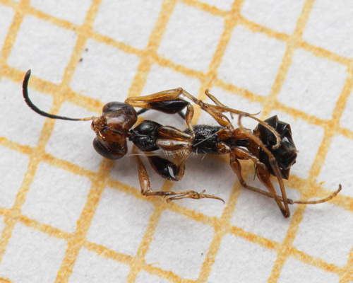 Gonatopus clavipes