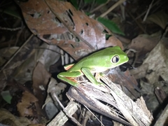 Phyllomedusa distincta