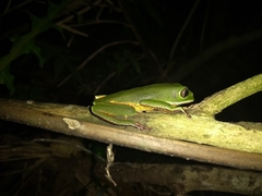 Phyllomedusa distincta