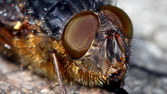 Calliphora hilli