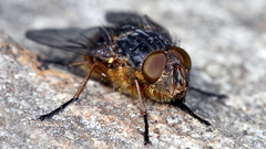 Calliphora hilli