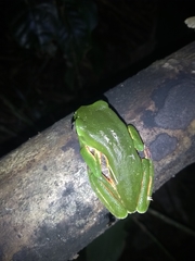 Phyllomedusa distincta