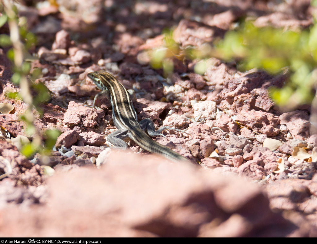 San Francisco Island Whiptail