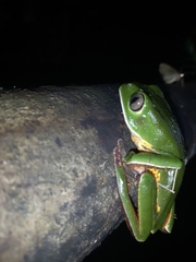 Phyllomedusa distincta