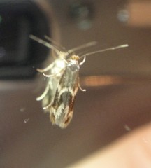 Oinophila v-flava
