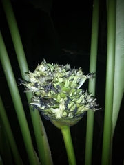 Goeppertia monophylla