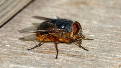 Calliphora stygia