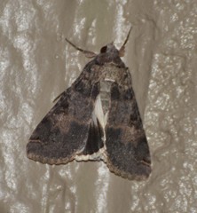 Melipotis agrotoides