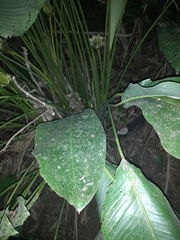 Goeppertia monophylla