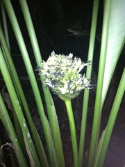 Goeppertia monophylla