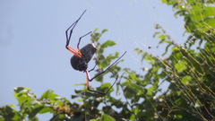 Trichonephila sumptuosa