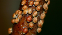 Eriococcus coriaceus