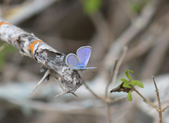 Hemiargus ramon