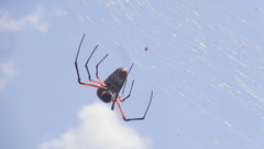 Trichonephila sumptuosa