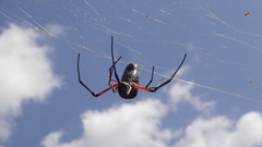 Trichonephila sumptuosa