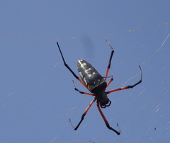Trichonephila sumptuosa