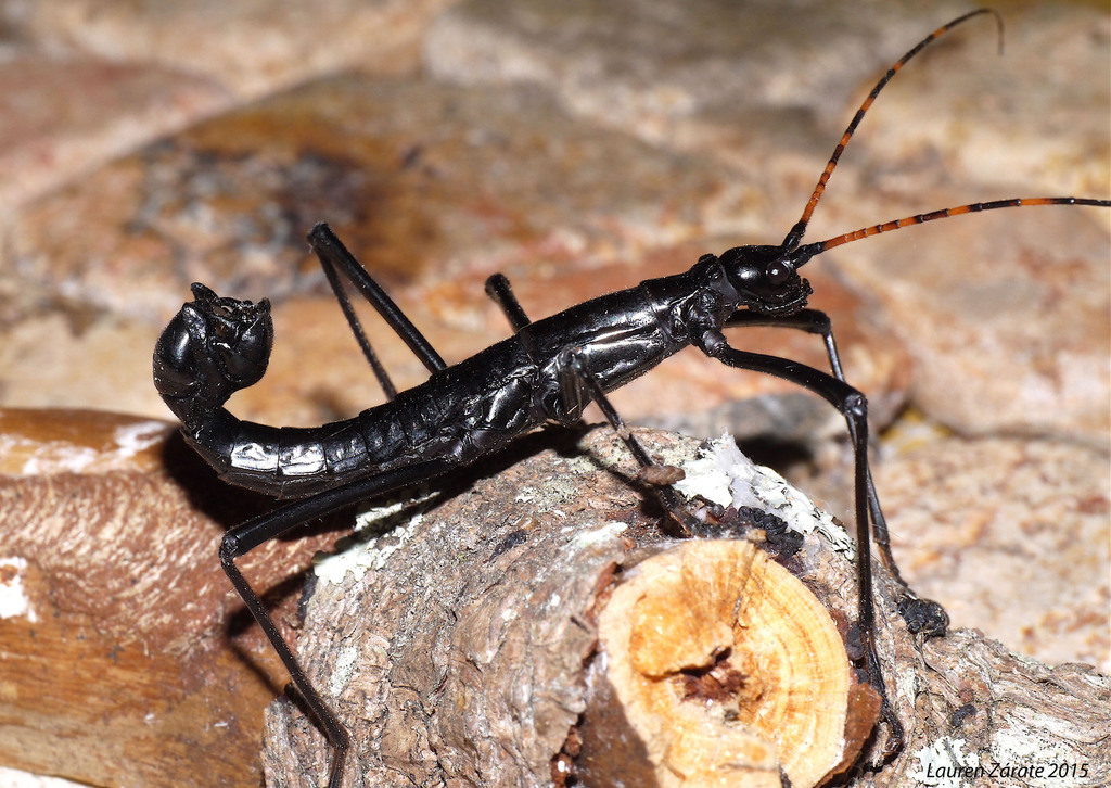 Autolyca elena