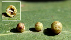 Schedotrioza multitudinea