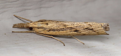 Sod Webworm Moth
