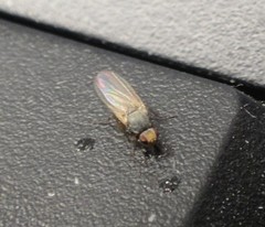 Diptera