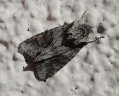 Setagrotis pallidicollis