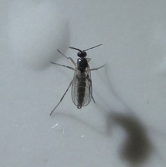 Diptera