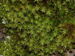 Atrichum selwynii