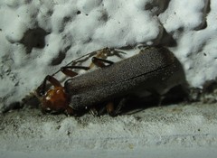 Pacificanthia consors