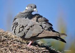 Columba albitorques