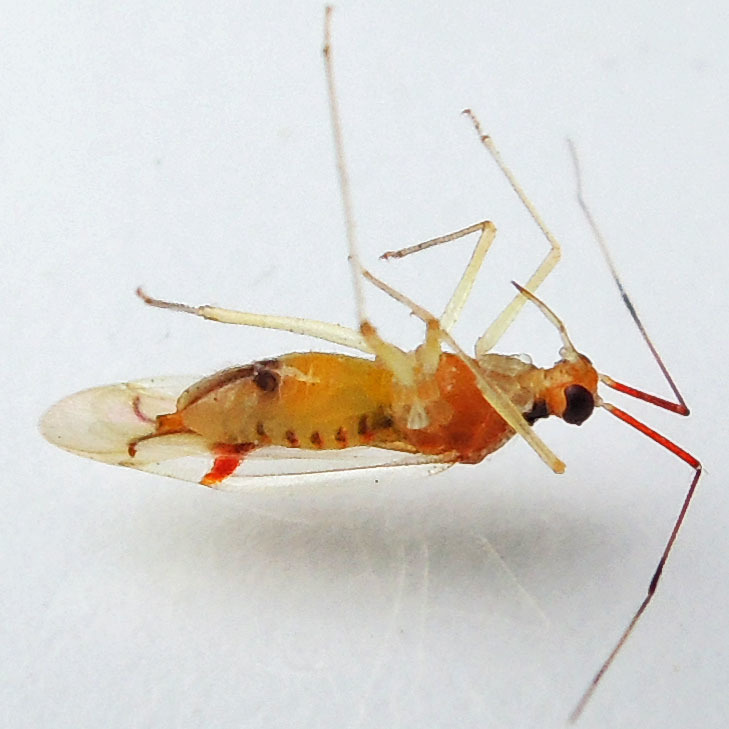Hyaliodes harti